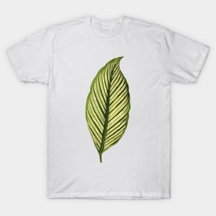 Calathea elliptica Vittata T-Shirt